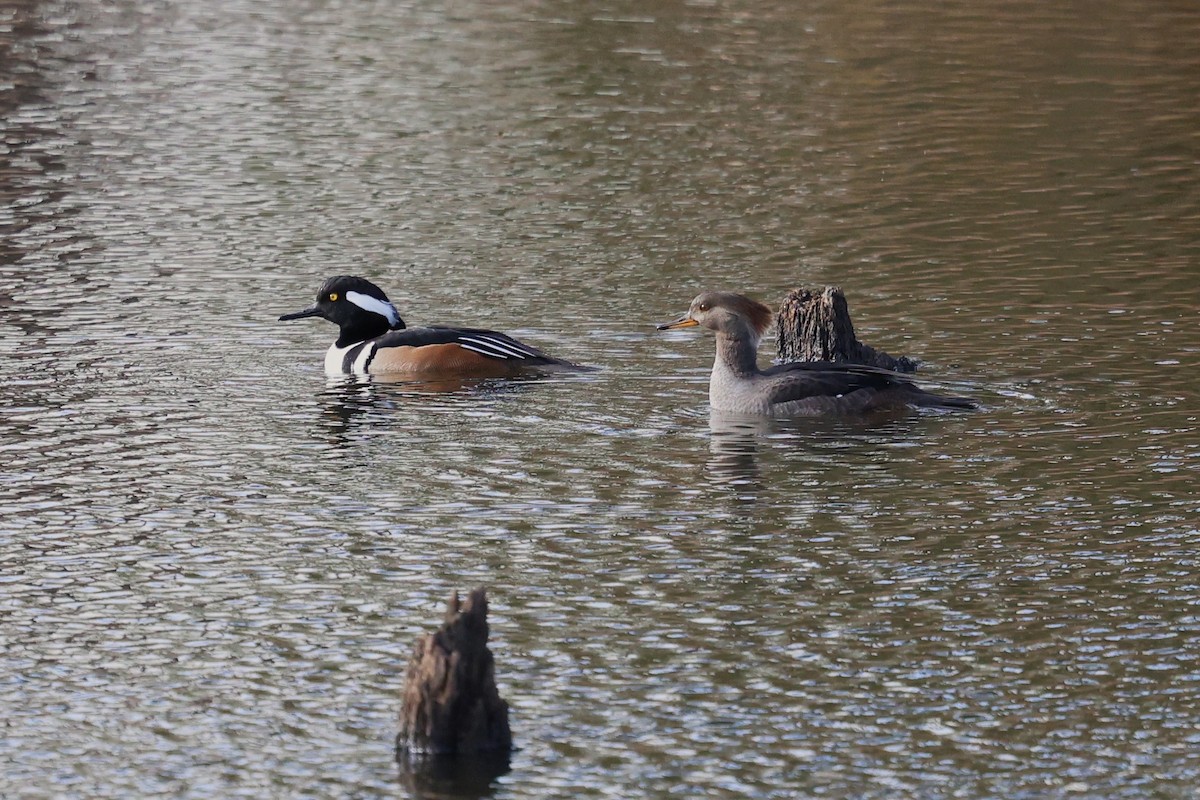 Hooded Merganser - ML645960396