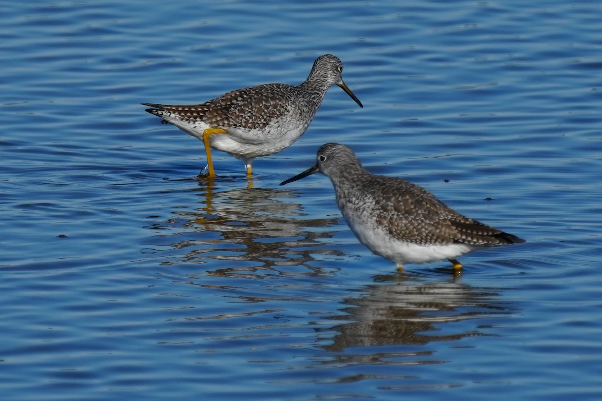 Greater Yellowlegs - ML645960402
