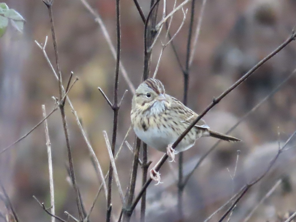 strnadec pruhohlavý - ML645960403