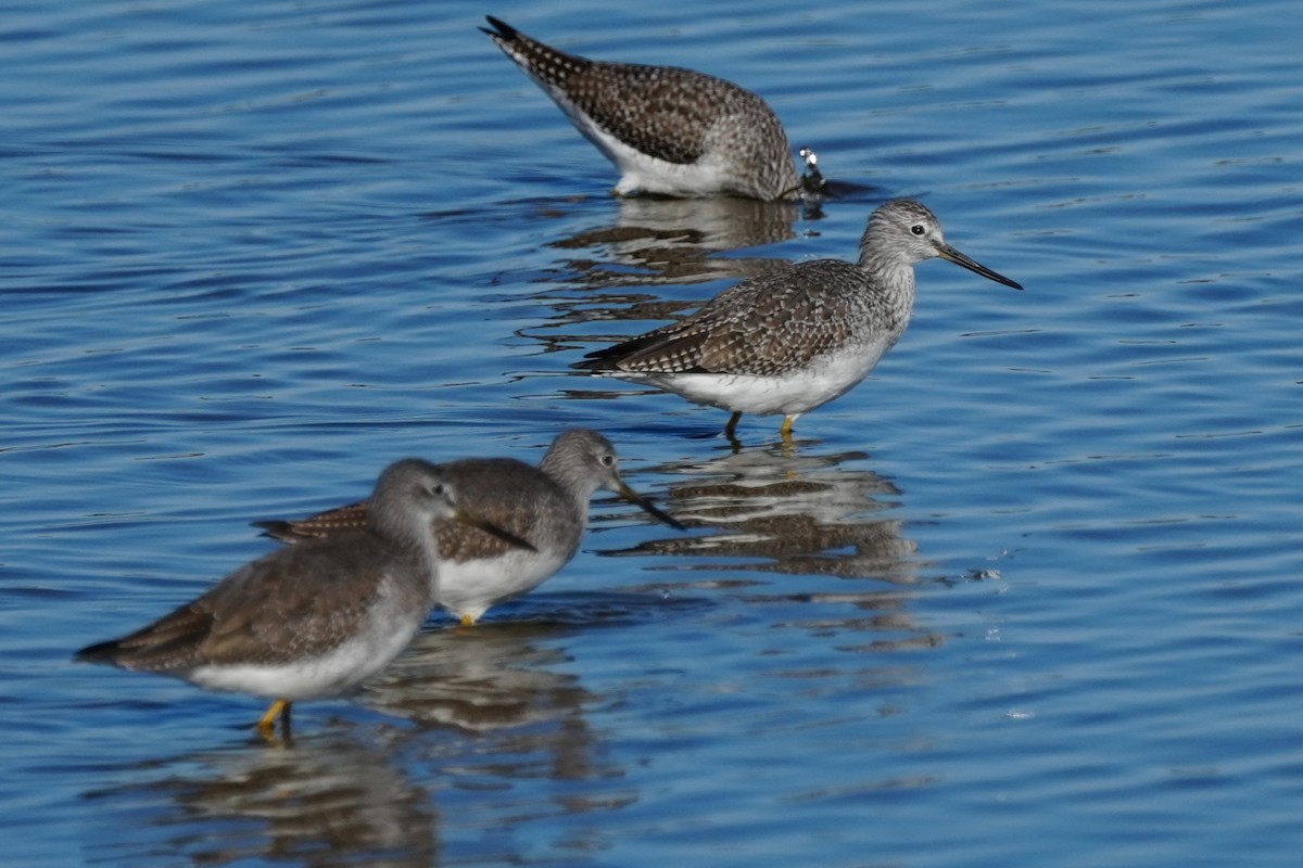 Greater Yellowlegs - ML645960404
