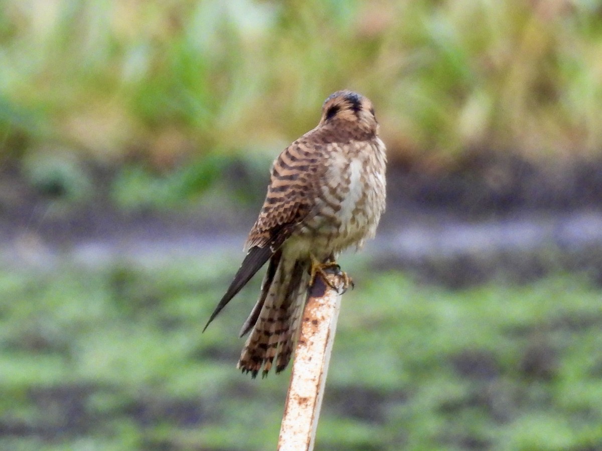 American Kestrel - ML645960406