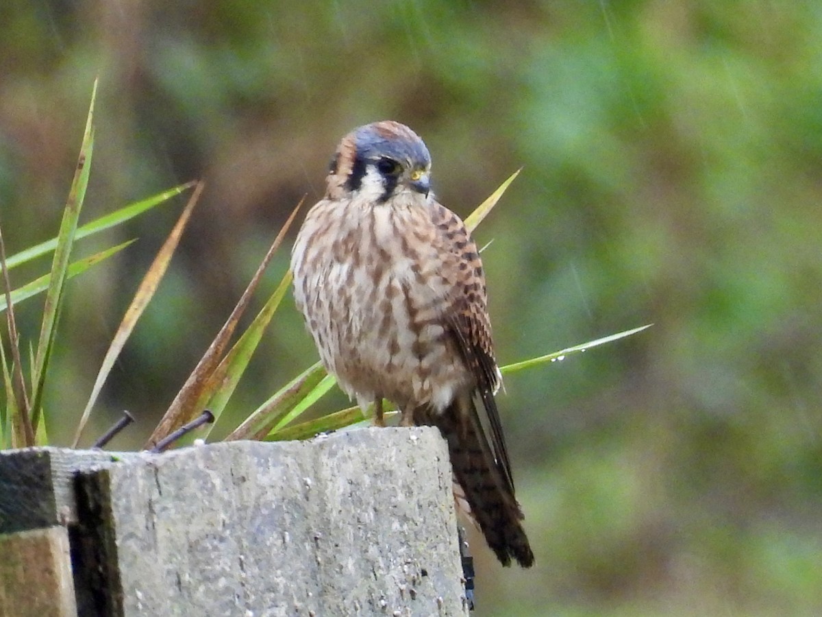 American Kestrel - ML645960407