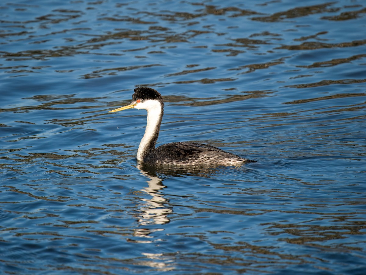 Western Grebe - ML645960409