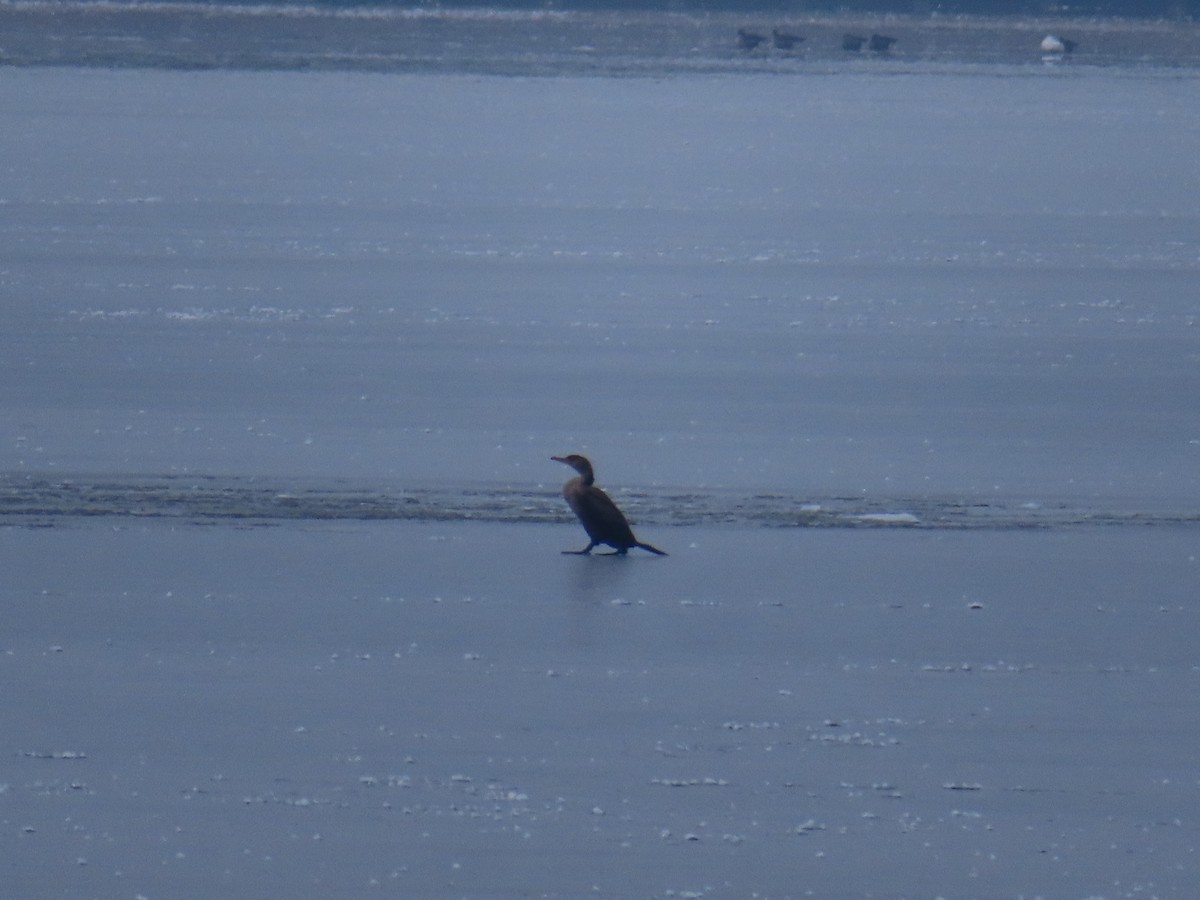 Double-crested Cormorant - ML645960410