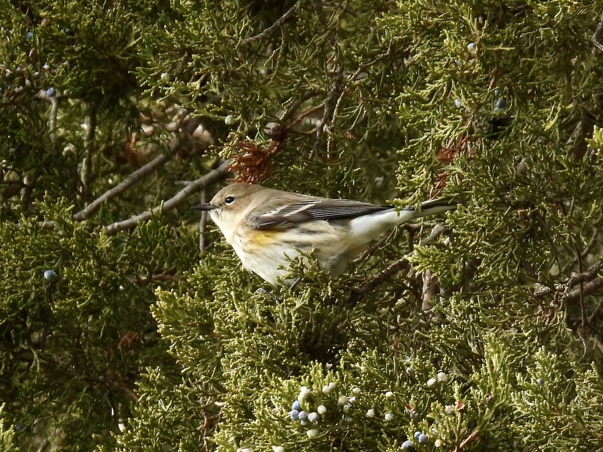 Yellow-rumped Warbler - ML645960411