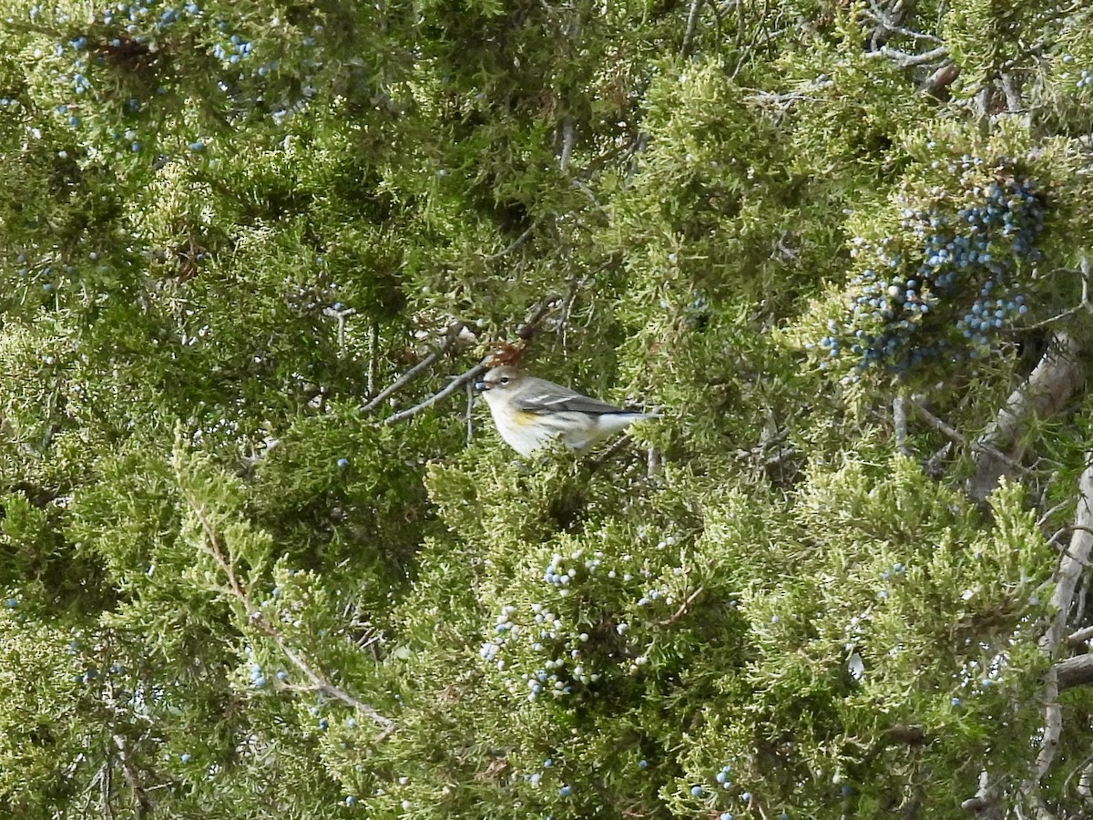 Yellow-rumped Warbler - ML645960412