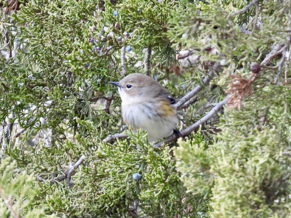 Yellow-rumped Warbler - ML645960413