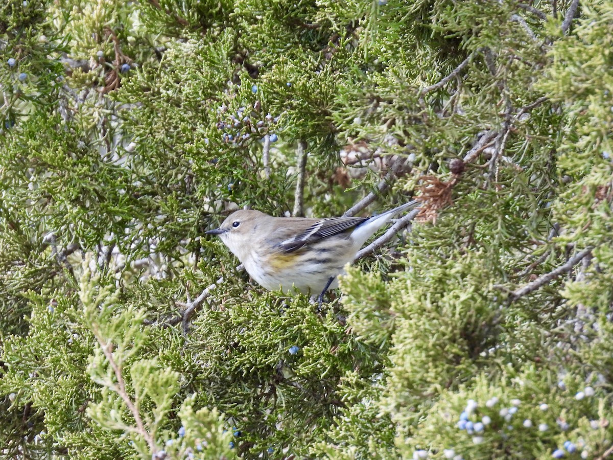 Yellow-rumped Warbler - ML645960414