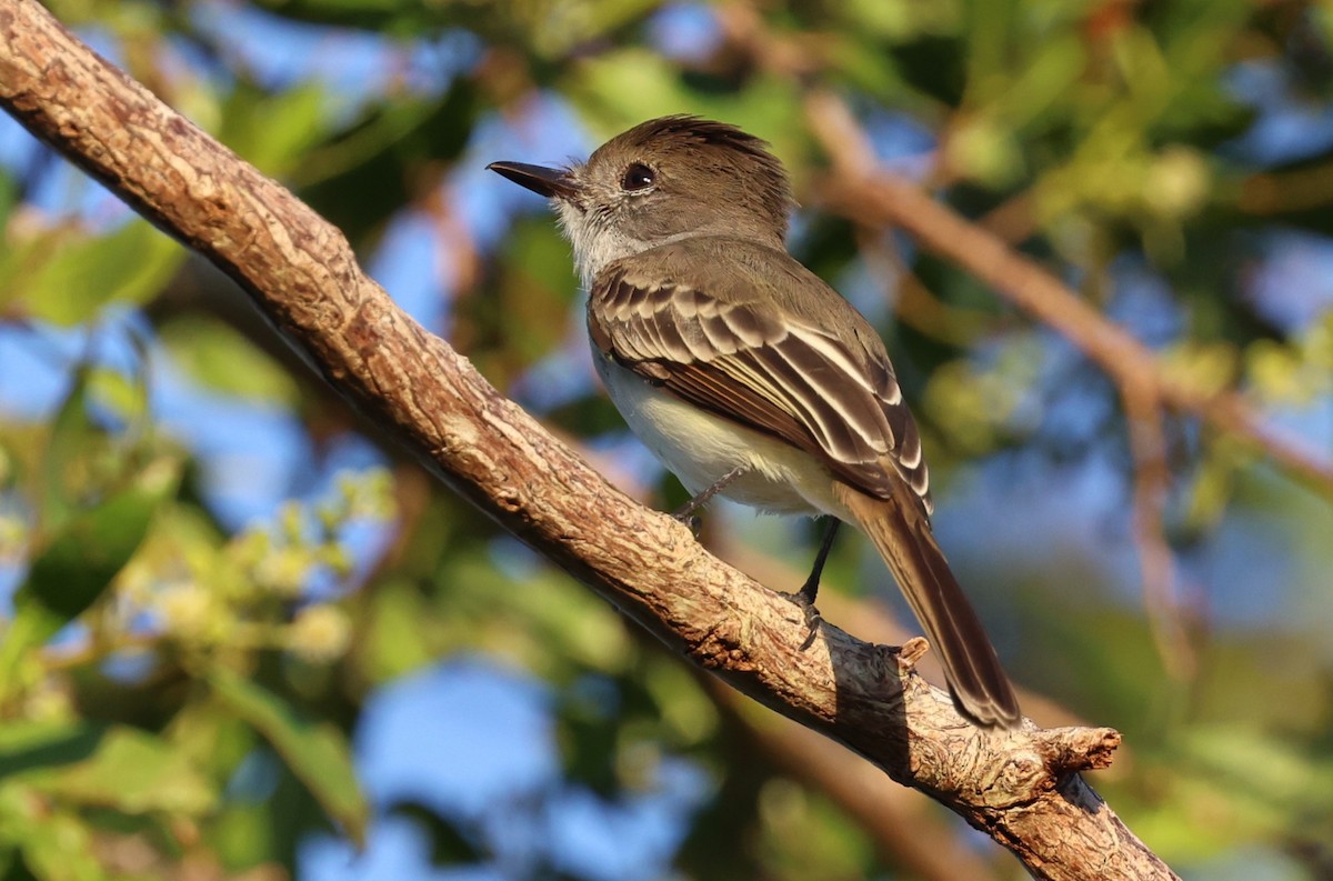 La Sagra's Flycatcher - ML645960415