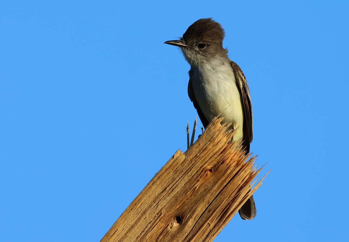 La Sagra's Flycatcher - ML645960416