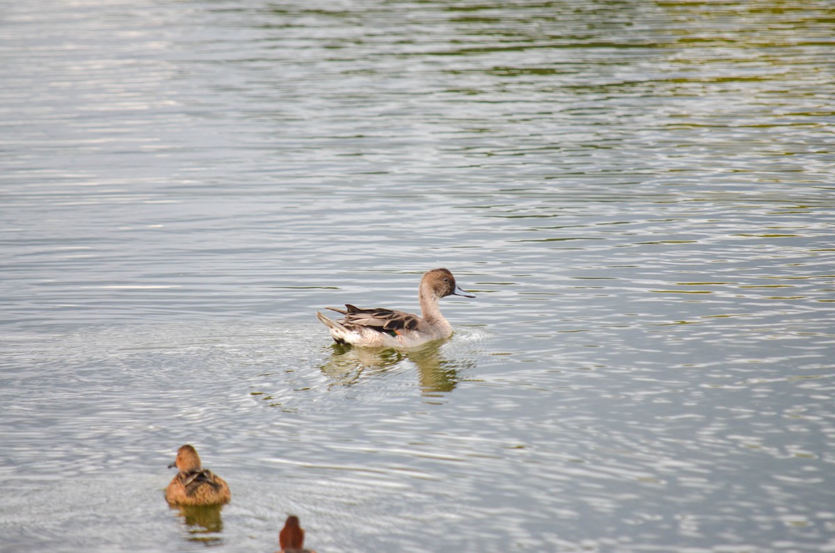 Northern Pintail - ML645960418