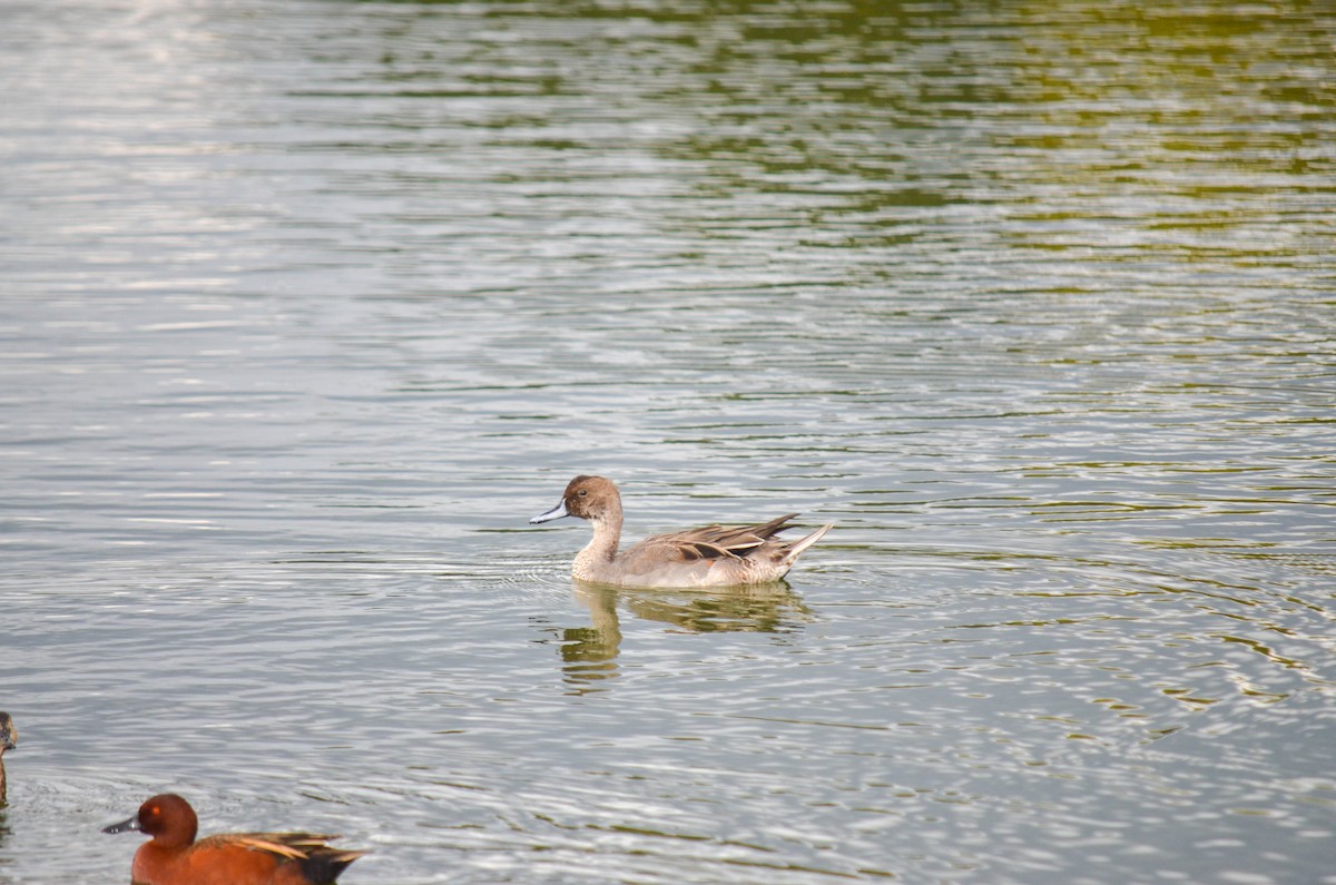 Northern Pintail - ML645960419