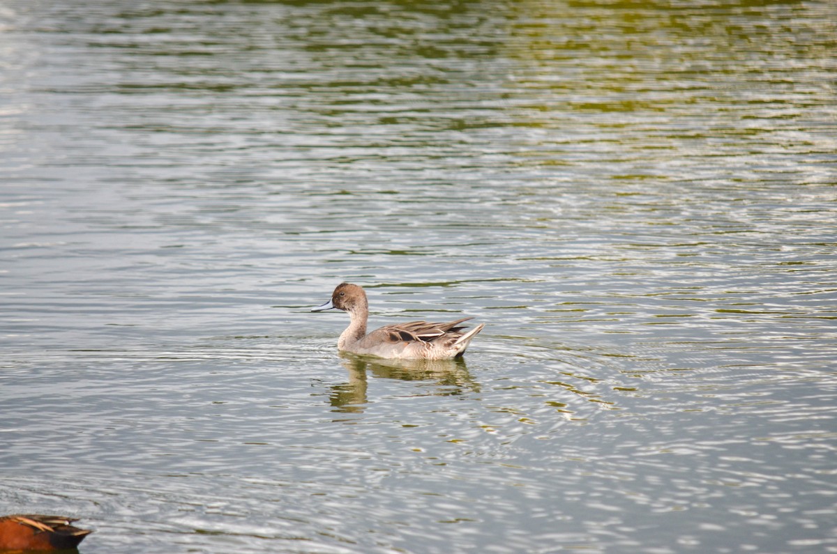 Northern Pintail - ML645960420