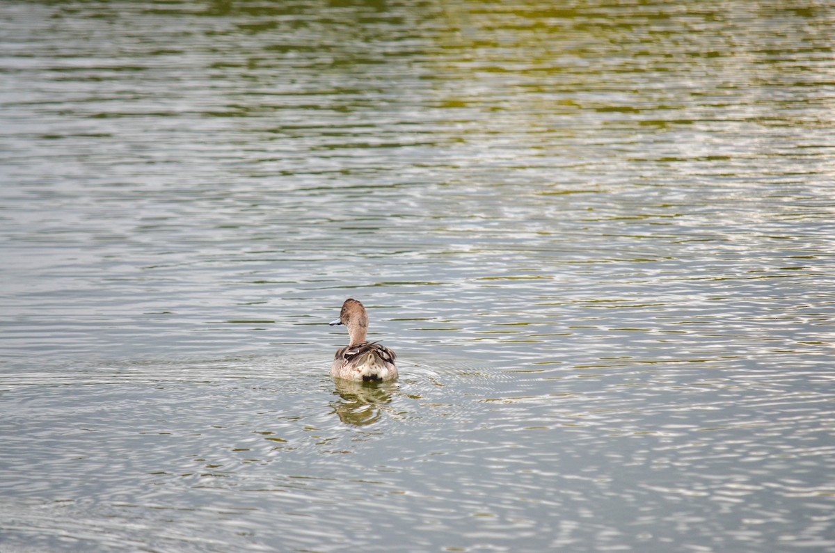 Northern Pintail - ML645960421