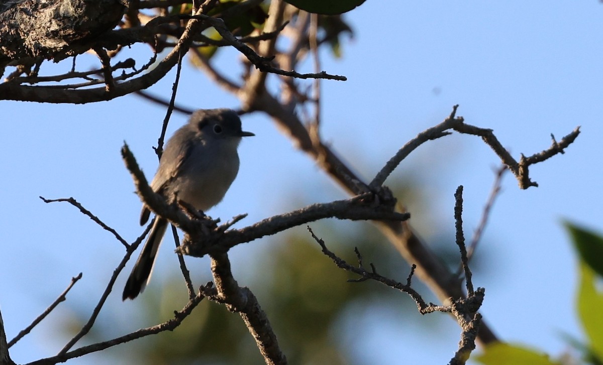 Cuban Gnatcatcher - ML645960423