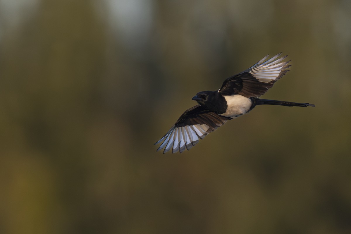 Oriental Magpie - ML645960424