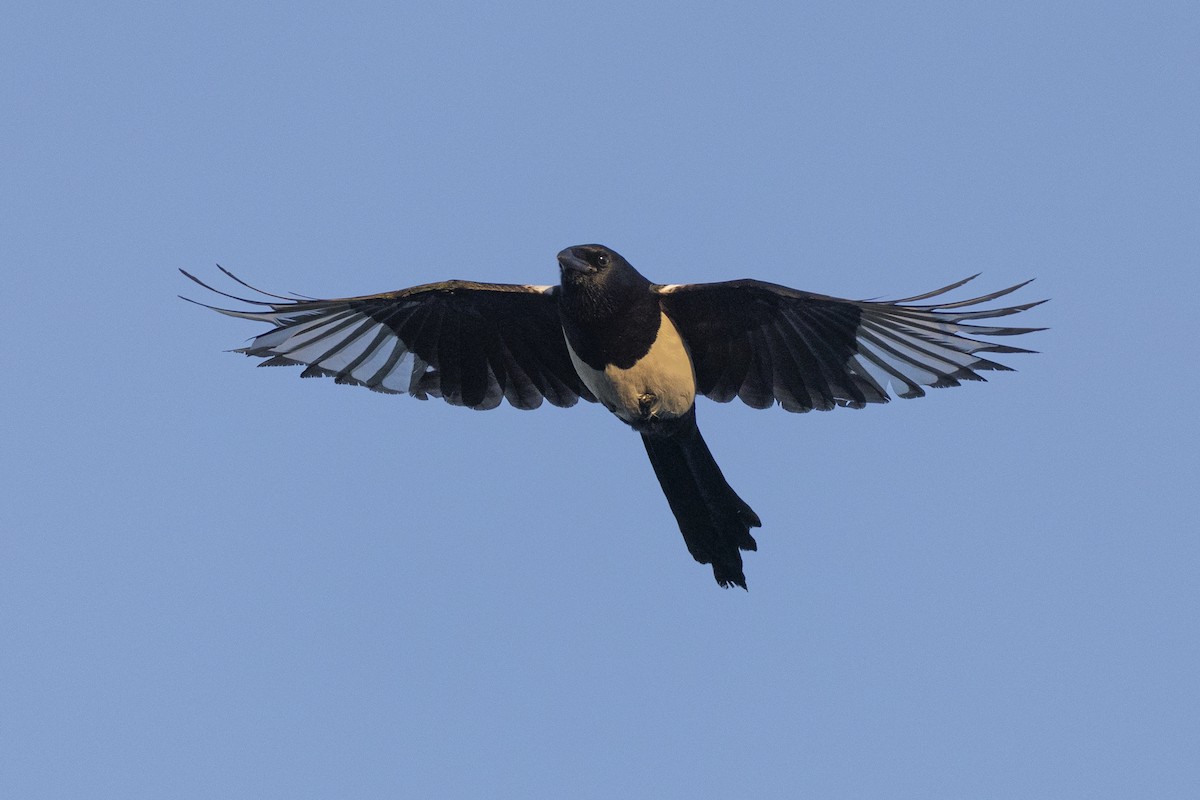 Oriental Magpie - ML645960425