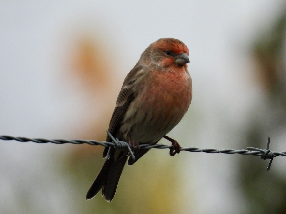 House Finch - ML645960427