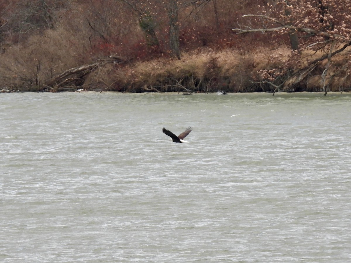Bald Eagle - ML645960429