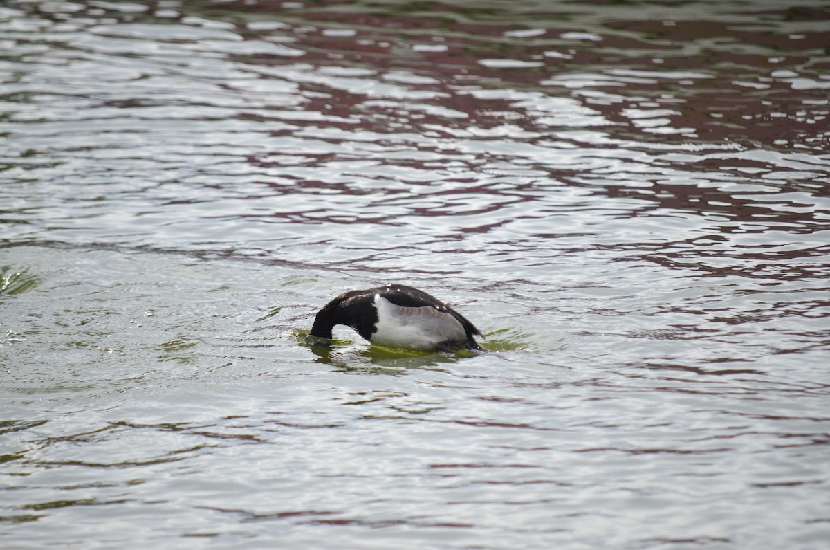 Ring-necked Duck - ML645960430