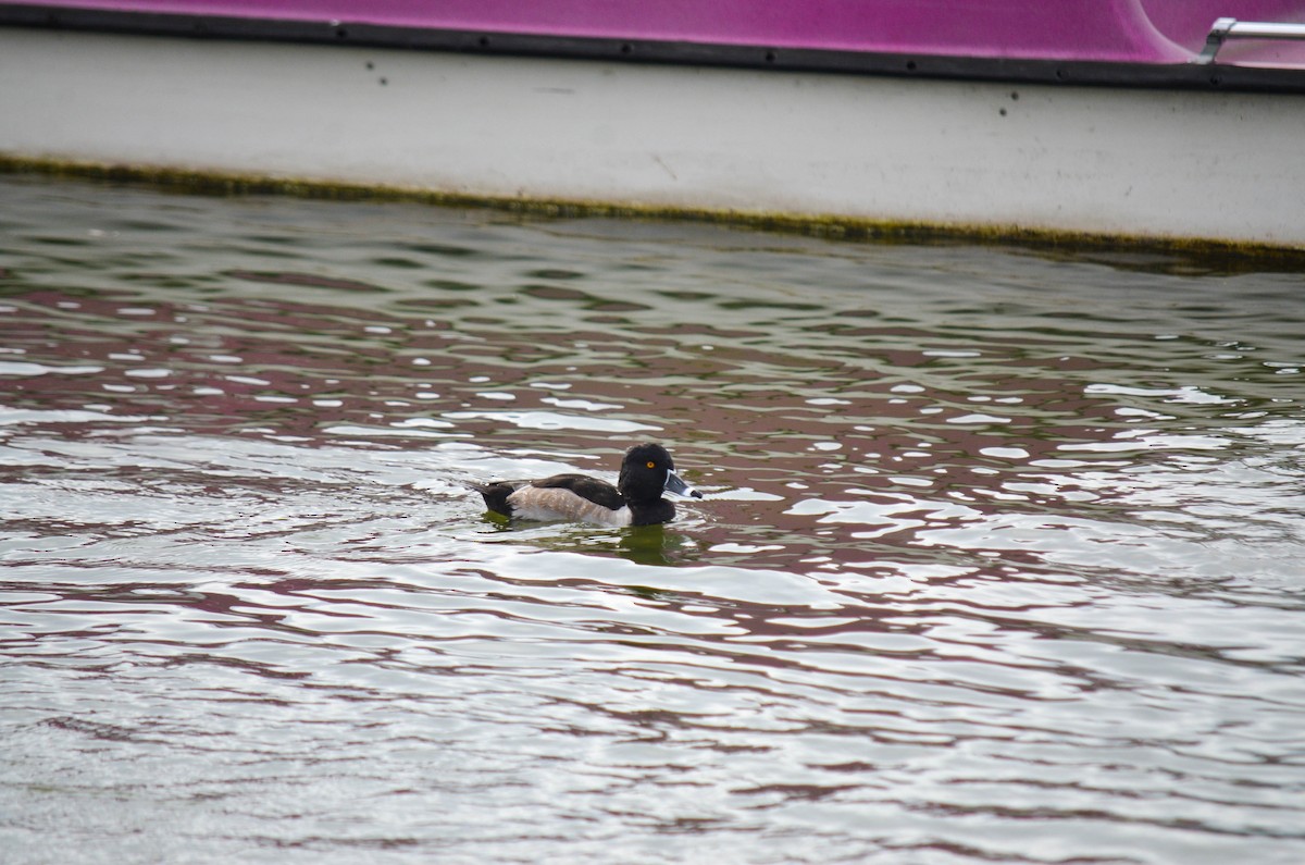 Ring-necked Duck - ML645960431