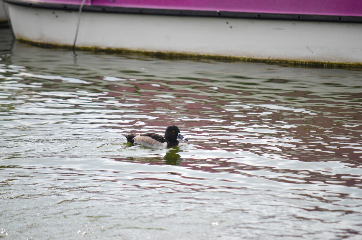 Ring-necked Duck - ML645960432