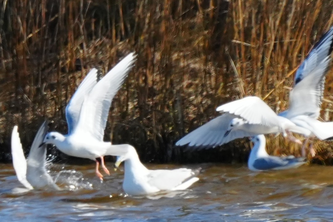 Bonaparte's Gull - ML645960434