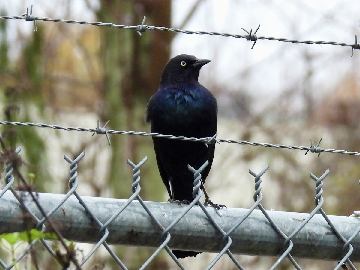 Brewer's Blackbird - ML645960437