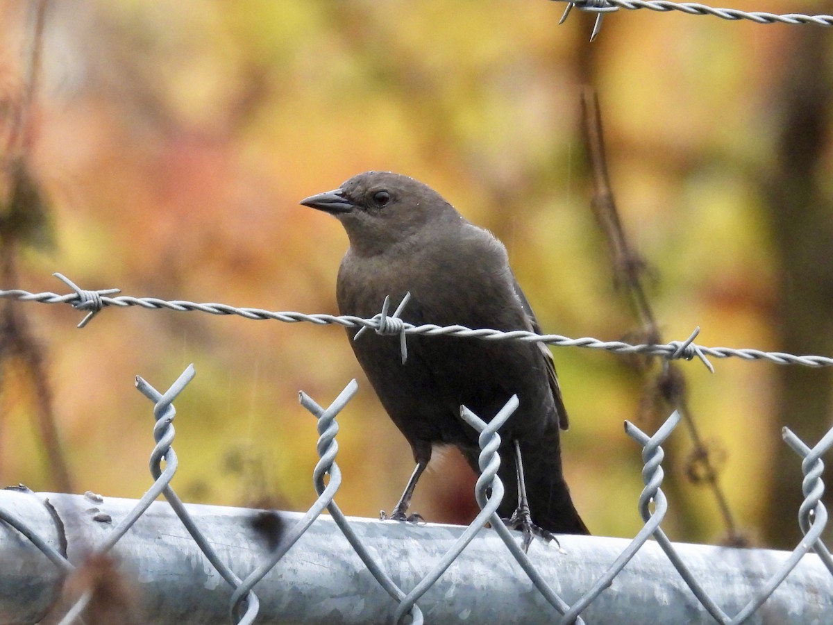 Brewer's Blackbird - ML645960438