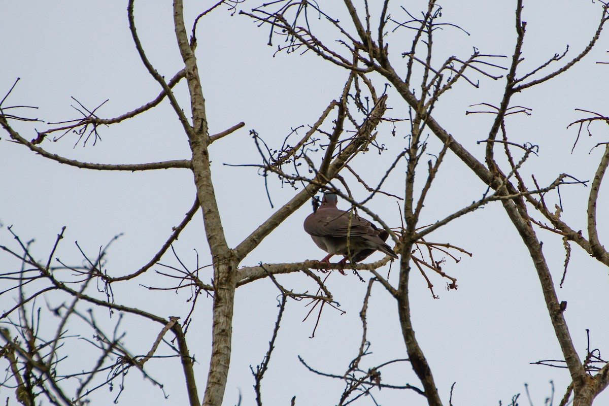 Paloma Colorada - ML645960443