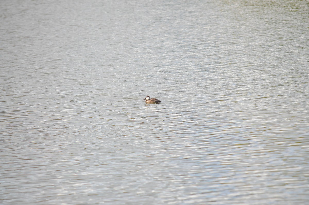 Schwarzkopf-Ruderente - ML645960444