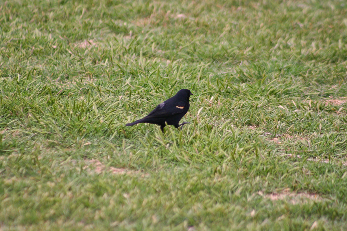 Red-winged Blackbird - ML645960448