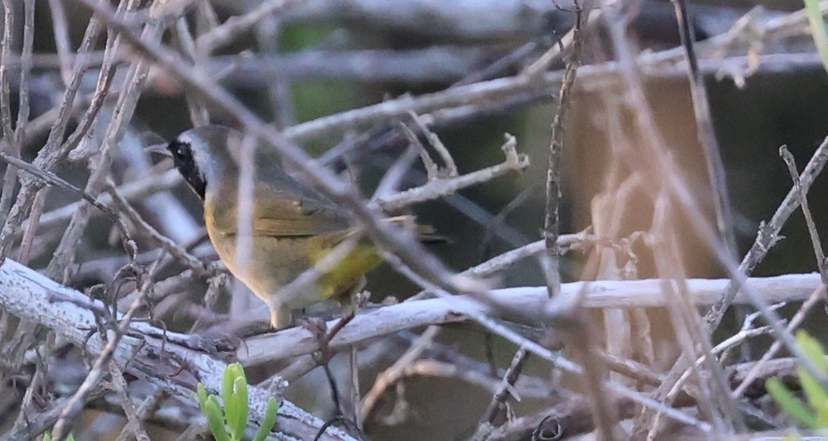 Common Yellowthroat - ML645960453