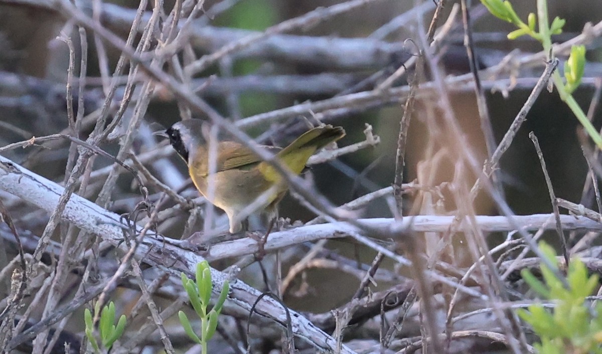 Common Yellowthroat - ML645960454