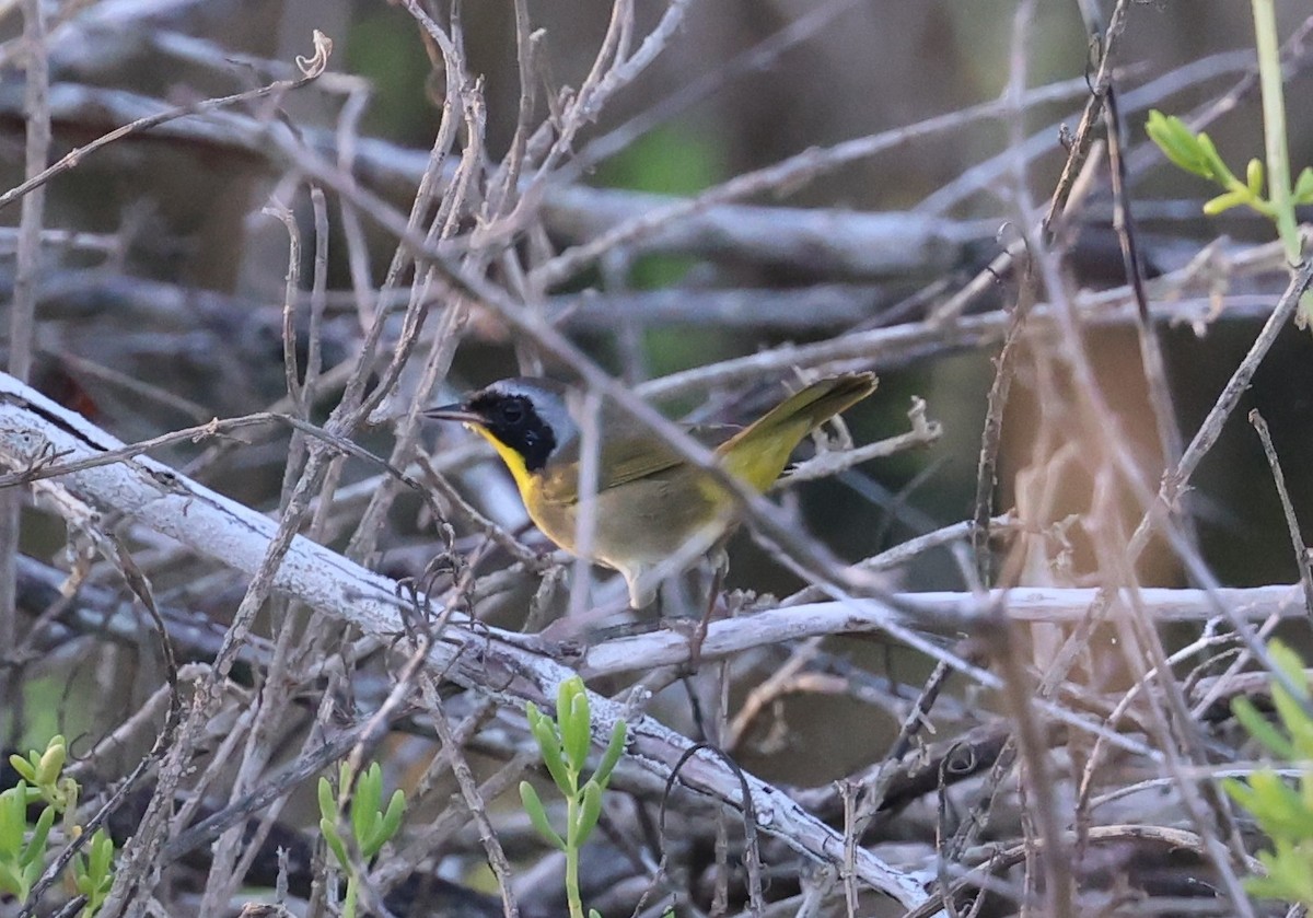 Common Yellowthroat - ML645960455