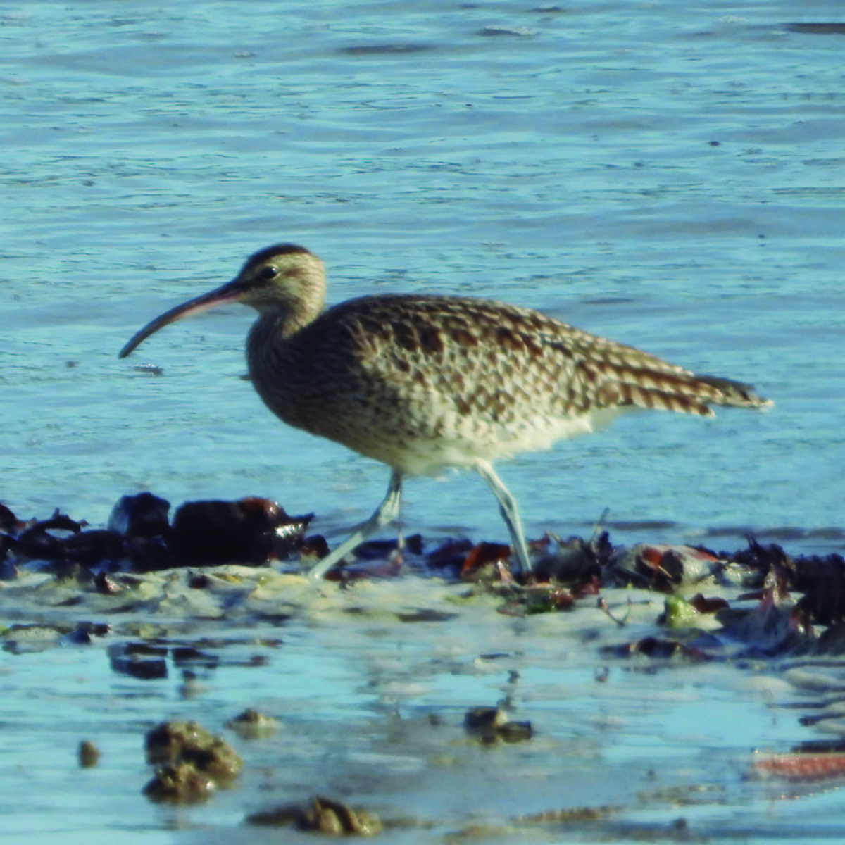 Eurasian Whimbrel - ML645960456
