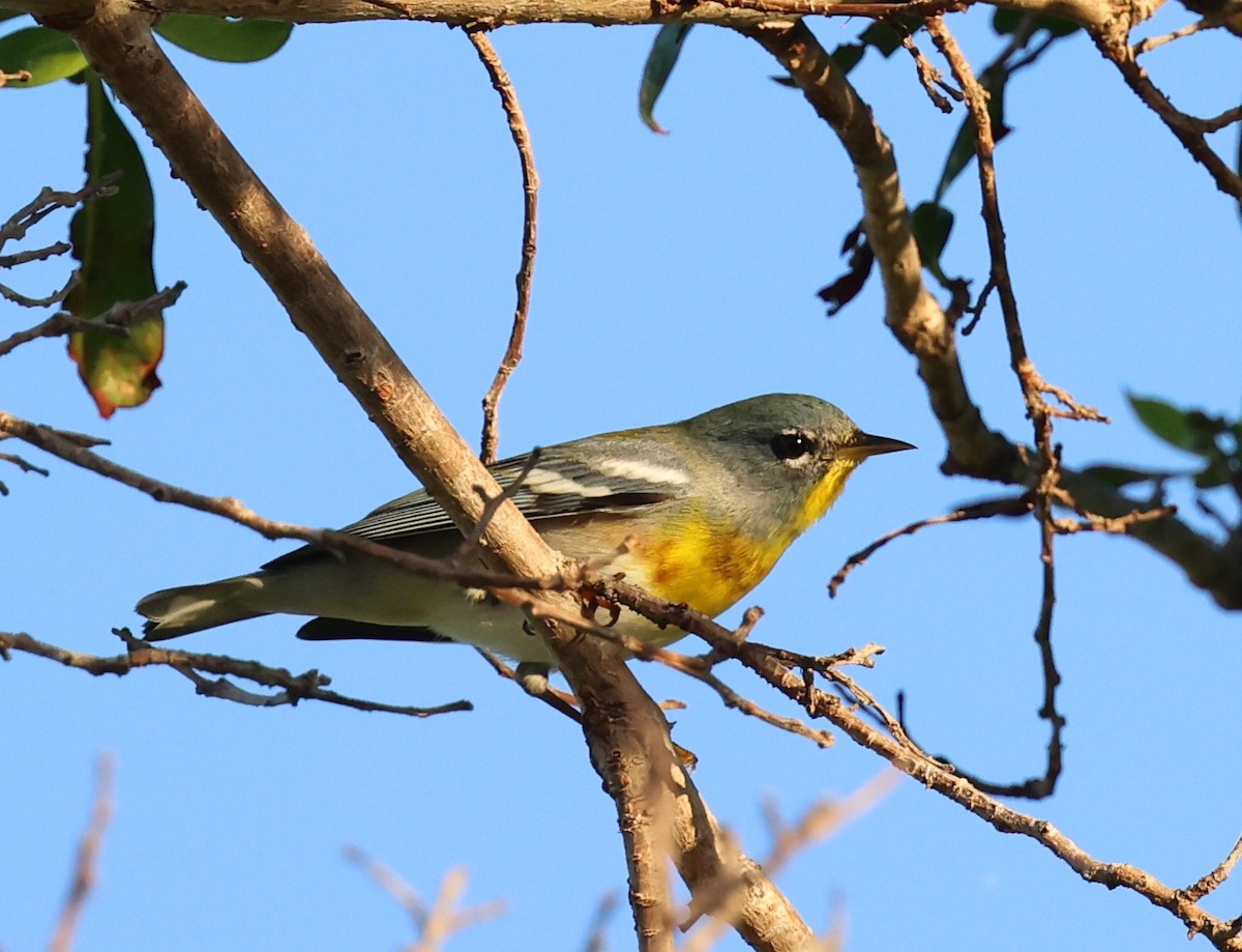 Northern Parula - ML645960457