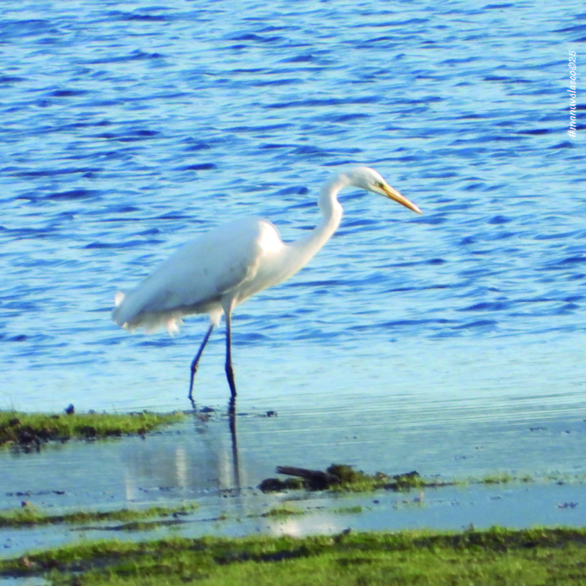 Цасч дэглий - ML645960458