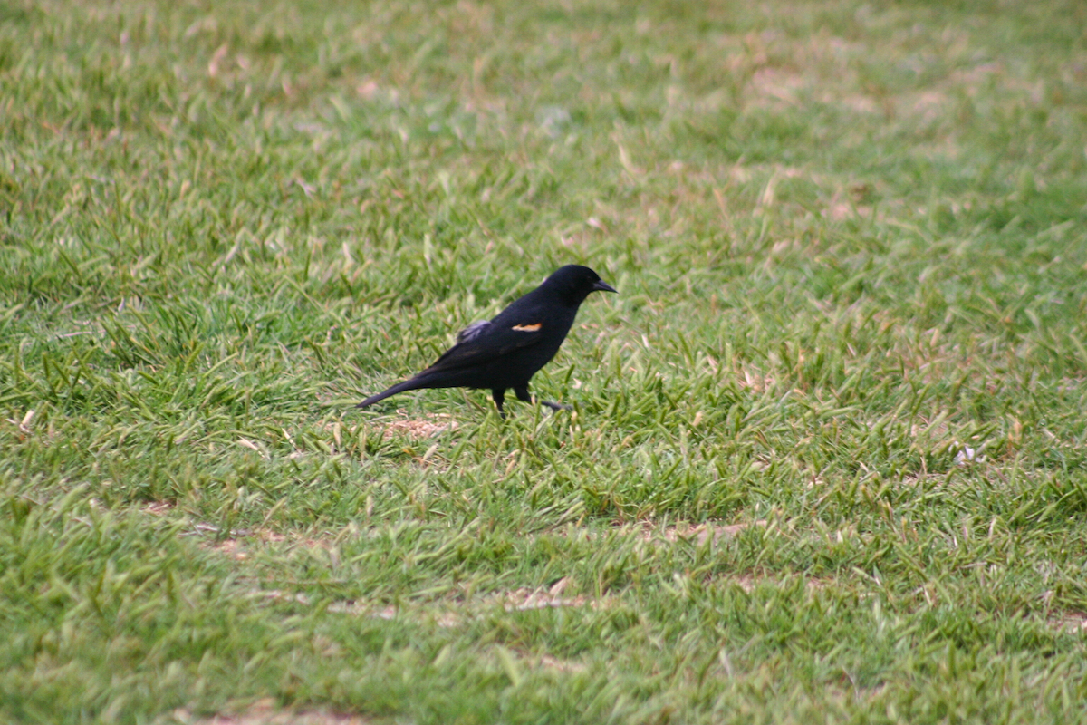 Red-winged Blackbird - ML645960459