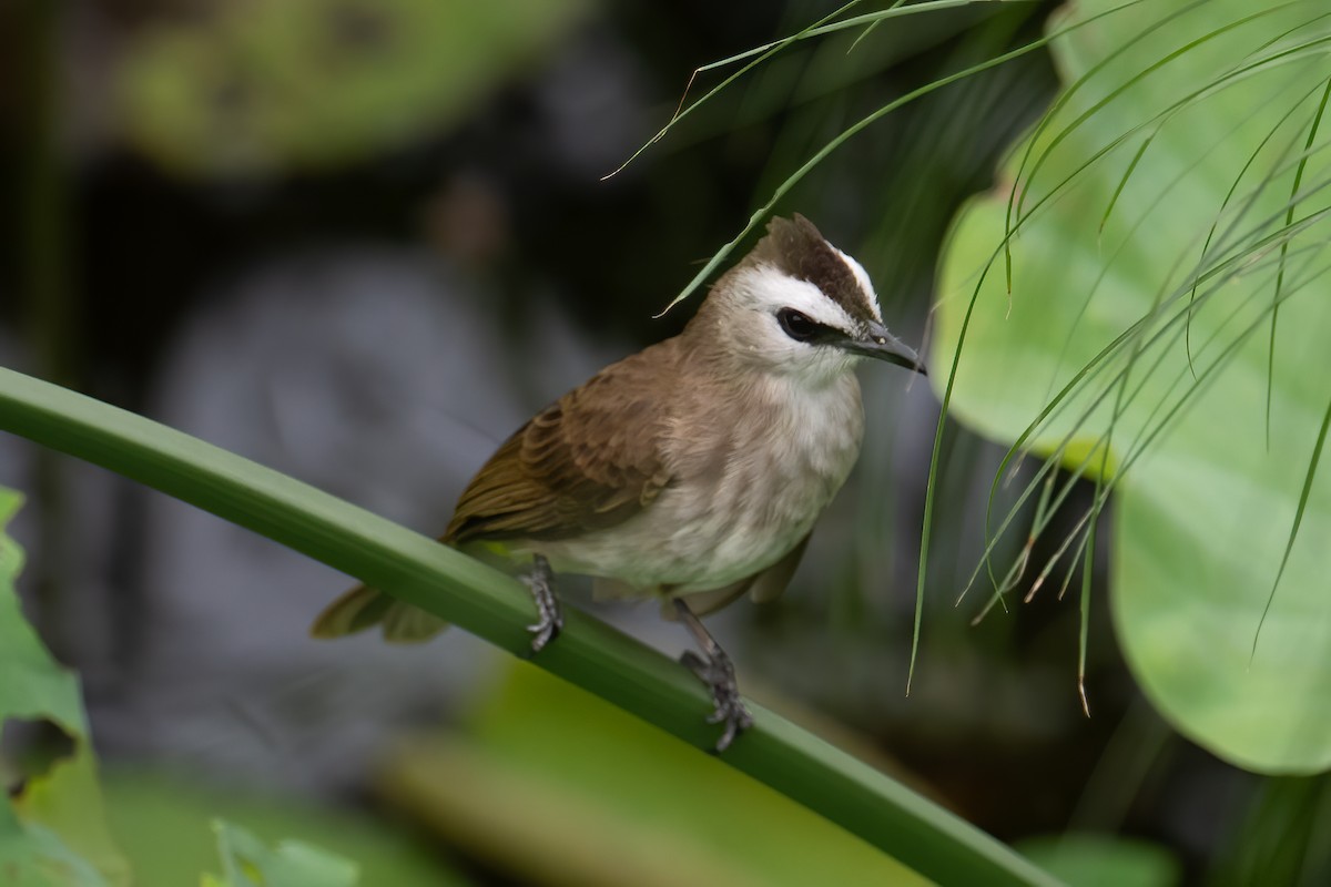 Yellow-vented Bulbul - ML645960461