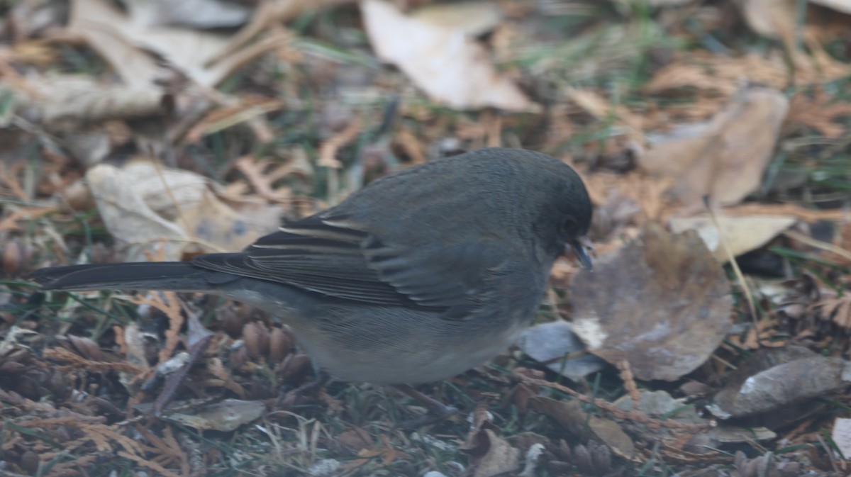 Dark-eyed Junco - ML645960464