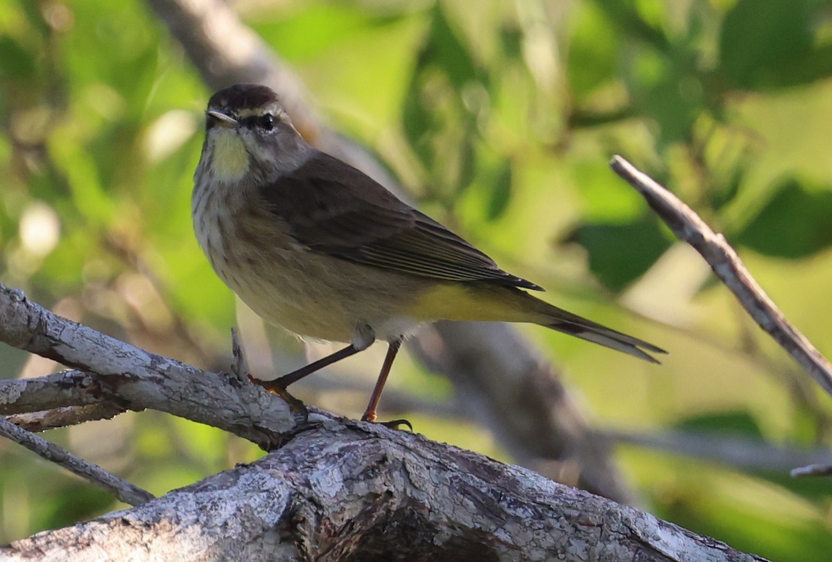 Palm Warbler - ML645960465