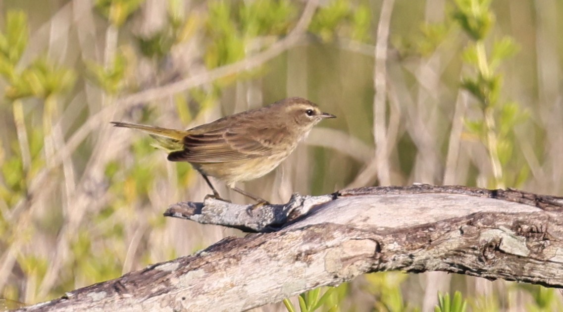 Palm Warbler - ML645960466