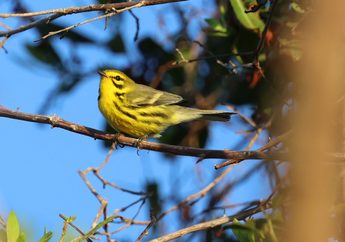 Prairie Warbler - ML645960482