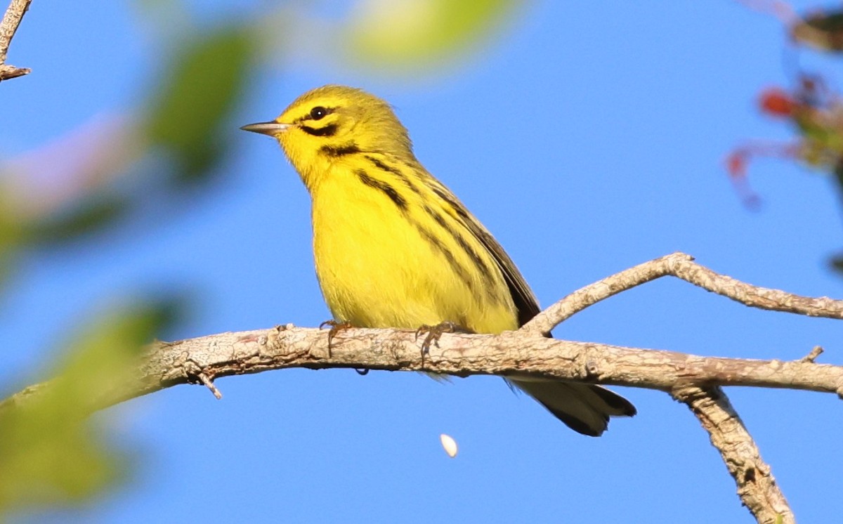 Prairie Warbler - ML645960483