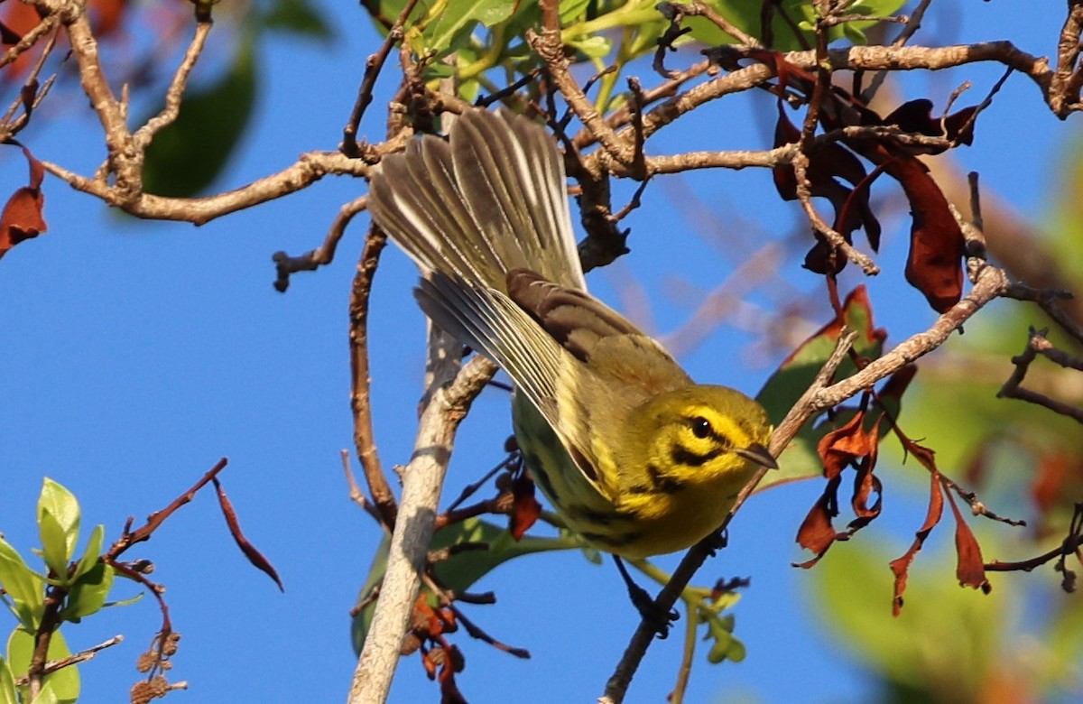 Prairie Warbler - ML645960484