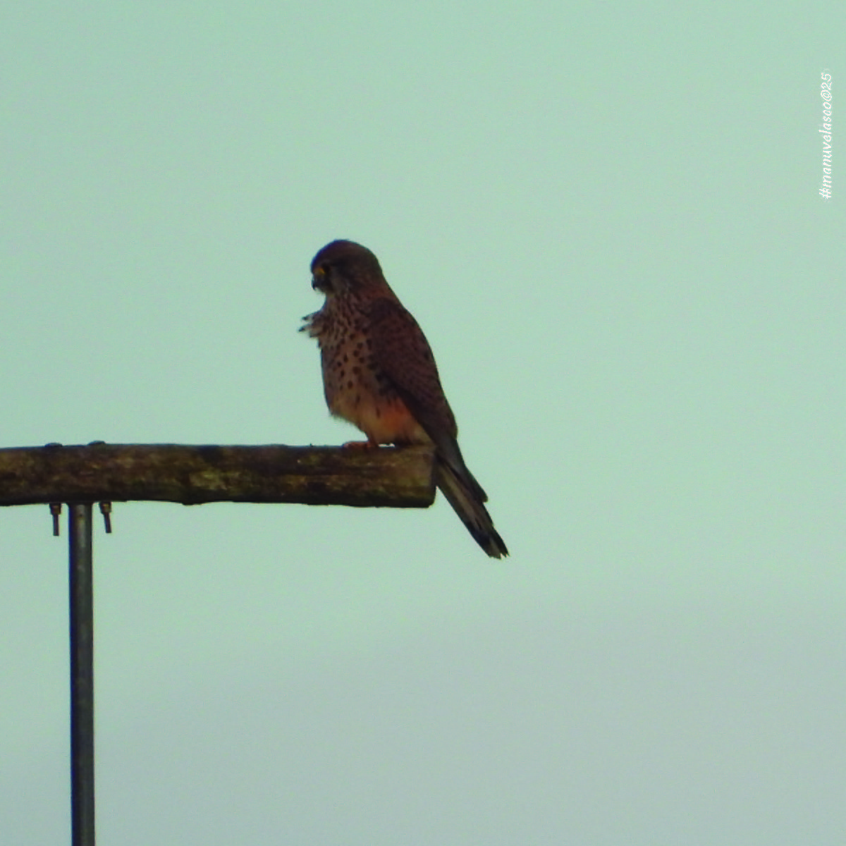 Начин шонхор - ML645960485