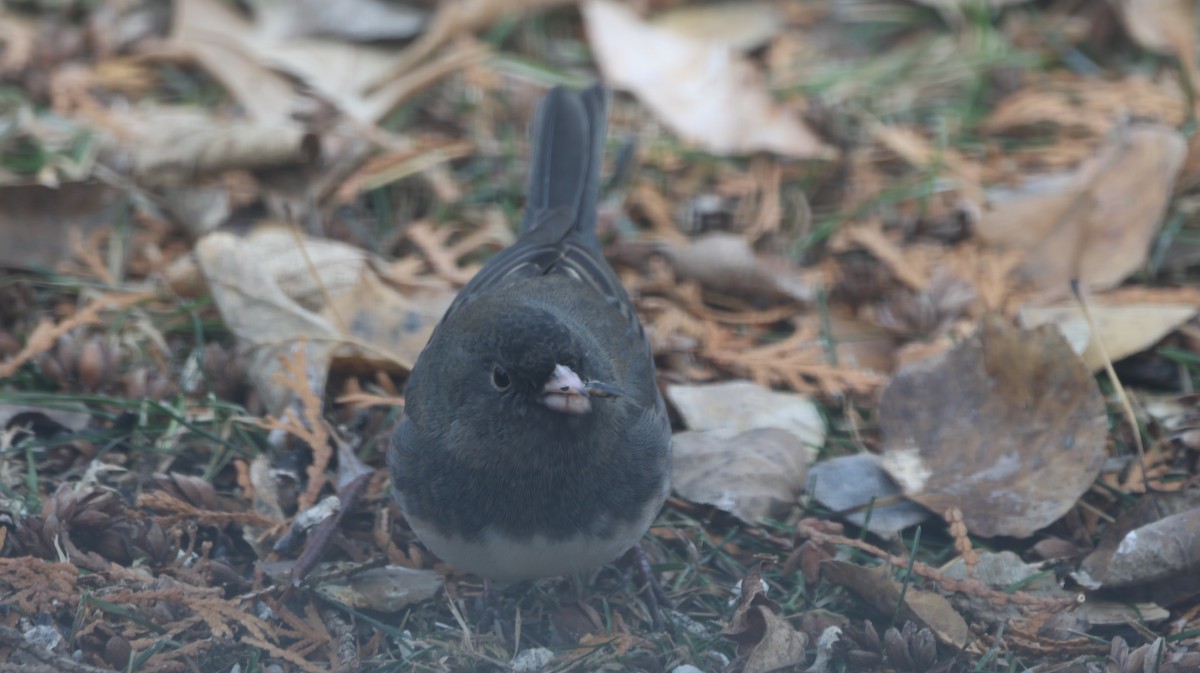 Dark-eyed Junco - ML645960486