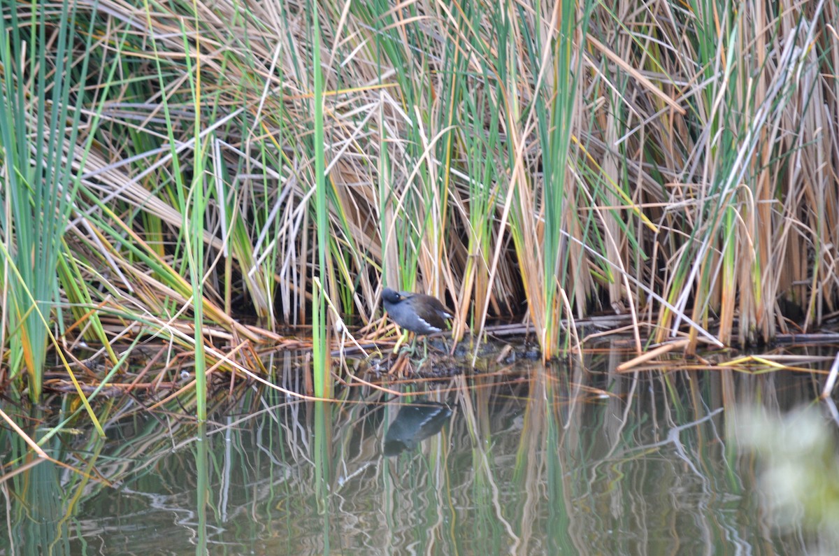 slípka americká - ML645960487