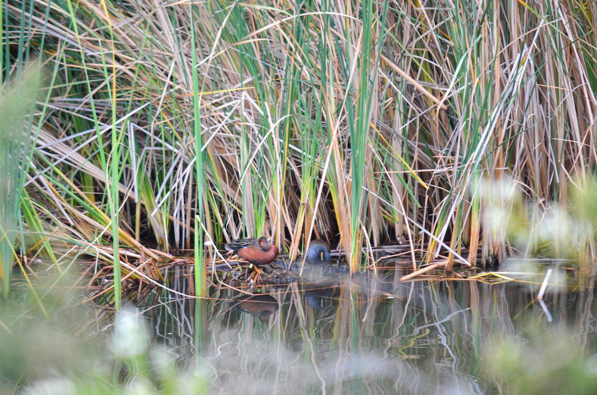 slípka americká - ML645960488